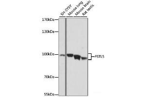 Western blot analysis of extracts of various cell lines using FSTL5 Polyclonal Antibody at dilution of 1:1000. (FSTL5 antibody)