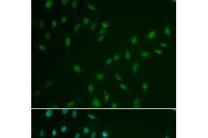 Immunofluorescence analysis of A549 cells using HSF2 Polyclonal Antibody
