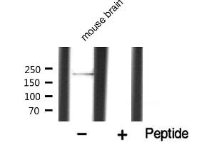 Western blot analysis of MYLK expression in mouse brain (MYLK antibody  (C-Term))