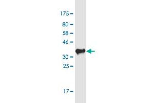 OSBP2 antibody  (AA 818-916)