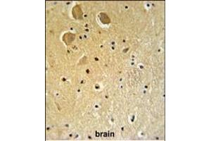FA1 Antibody (Center) (ABIN651364 and ABIN2840202) IHC analysis in formalin fixed and paraffin embedded human brain tissue followed by peroxidase conjugation of the secondary antibody and DAB staining. (FAM92A1 antibody  (AA 113-141))