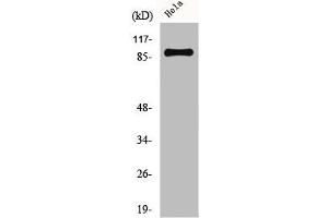 Western Blot analysis of HeLa cells using CUL-1 Polyclonal Antibody (Cullin 1 antibody  (C-Term))