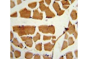 IHC analysis of FFPE human skeletal muscle stained with BMI1 antibody (BMI1 antibody  (AA 257-286))