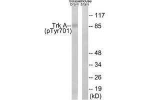 Western blot analysis of extracts from mouse brain cells, using Trk A (Phospho-Tyr701) antibody. (TRKA antibody  (pTyr701))