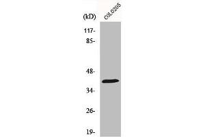 Western Blot analysis of COLO205 cells using HSP40 Polyclonal Antibody (DNAJB1 antibody  (C-Term))