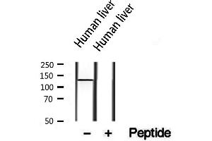 Western blot analysis of extracts from human liver, using PTPRO antibody. (PTPRU antibody  (Internal Region))