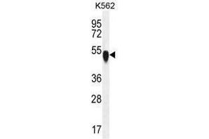 TUBA1C Antibody (C-term) western blot analysis in K562 cell line lysates (35 µg/lane). (TUBA1C antibody  (C-Term))
