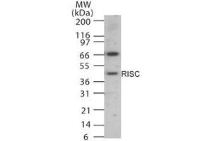 Image no. 1 for anti-serine Carboxypeptidase 1 (SCPEP1) (AA 28-43) antibody (ABIN233212) (SCPEP1 antibody  (AA 28-43))