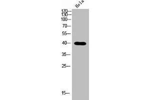 Western blot analysis of Hela lysis using NODAL antibody. (Nodal antibody  (C-Term))