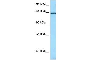 WB Suggested Anti-TNN AntibodyTitration: 1. (Tenascin N antibody  (N-Term))