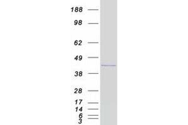 HOXD9 Protein (Myc-DYKDDDDK Tag)