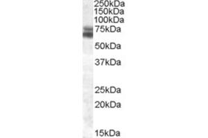 Western Blotting (WB) image for anti-Aryl Hydrocarbon Receptor Nuclear Translocator-Like (ARNTL) (Internal Region) antibody (ABIN2466766) (ARNTL antibody  (Internal Region))