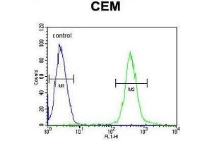 AT8B2 Antibody (N-term) flow cytometric analysis of CEM cells (right histogram) compared to a negative control cell (left histogram). (ATP8B2 antibody  (N-Term))