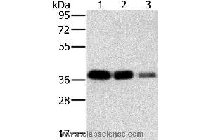 Western blot analysis of A549, HT-29 and A172 cell, using MTFR1 Polyclonal Antibody at dilution of 1:500 (MTFR1 antibody)