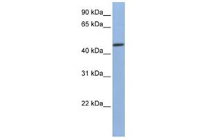 WB Suggested Anti-FKBP4 Antibody Titration:  0. (FKBP4 antibody  (C-Term))