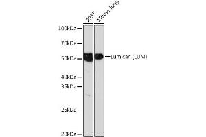 Western blot analysis of extracts of various cell lines, using Lumican (LUM) (LUM) Rabbit mAb (ABIN7268309) at 1:1000 dilution. (LUM antibody)