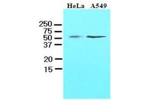 Cell lysates of HeLa and A549 (40 ug) were resolved by SDS-PAGE, transferred to nitrocellulose membrane and probed with anti-human kLF4 (1:1000). (KLF4 antibody  (AA 1-170))