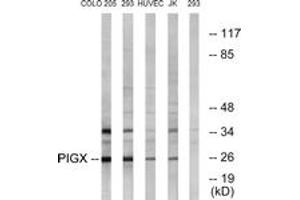 Western blot analysis of extracts from 293/COLO/HuvEc/Jurkat cells, using PIGX Antibody.