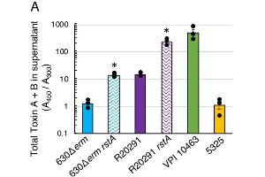 Levels of TcdA and TcdB present in the supernatants of 630Δerm, 630Δerm rstA (MC1118), R20291, R20291 rstA (MC1402), VPI 10463, and 5325 grown in TY medium (pH 7. (Clostridium Difficile Toxin A and B ELISA Kit)