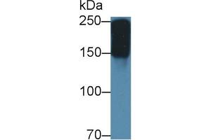 Western Blot; Sample: Mouse Serum; Primary Ab: 2µg/ml Rabbit Anti-Mouse a2M Antibody Second Ab: 0. (alpha 2 Macroglobulin antibody  (AA 623-752))