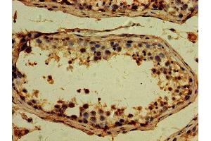 IHC image of ABIN7173715 diluted at 1:500 and staining in paraffin-embedded human testis tissue performed on a Leica BondTM system. (TTLL6 antibody  (AA 121-310))