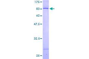 PDCD4 Protein (AA 1-469) (GST tag)