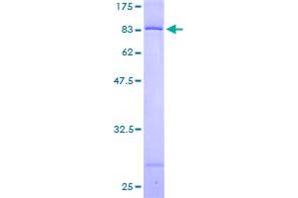 PDCD4 Protein (AA 1-469) (GST tag)