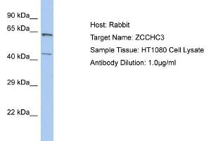 anti-Zinc Finger, C3HC-Type Containing 3 (ZCCHC3) (N-Term) antibody