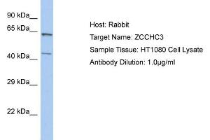Host: Rabbit Target Name: ZCCHC3 Sample Tissue: Human HT1080 Whole Cell  Antibody Dilution: 1ug/ml (ZCCHC3 antibody  (N-Term))