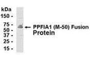 Western Blotting (WB) image for anti-Protein Tyrosine Phosphatase F Interacting Protein 1 (PPFIA1) (AA 310-360) antibody (ABIN2467996)