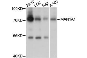 Western blot analysis of extracts of various cell lines, using MAN1A1 antibody (ABIN4904285) at 1:1000 dilution. (MAN1A1 antibody)