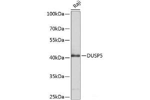 Western blot analysis of extracts of Raji cells using DUSP5 Polyclonal Antibody at dilution of 1:1000. (DUSP5 antibody)