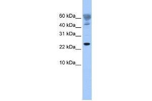 WB Suggested Anti-FUNDC1 Antibody Titration: 0. (FUNDC1 antibody  (Middle Region))