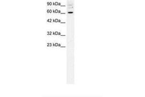 Forkhead Box J2 antibody  (AA 194-243)