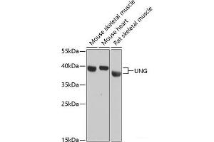 Western blot analysis of extracts of various cell lines using UNG Polyclonal Antibody at dilution of 1:3000. (UNG antibody)