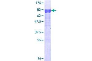 Image no. 1 for V-Ets erythroblastosis Virus E26 Oncogene Homolog 1 (Avian) (ETS1) (AA 1-441) protein (GST tag) (ABIN1353167) (ETS1 Protein (AA 1-441) (GST tag))