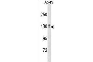 OVCH1 Antibody (N-term) (ABIN1881612 and ABIN2838617) western blot analysis in A549 cell line lysates (35 μg/lane). (OVCH1 antibody  (N-Term))