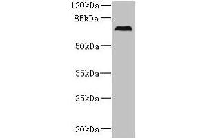 Western blot All lanes: CEP76 antibody at 0. (Cep76 antibody  (AA 241-550))