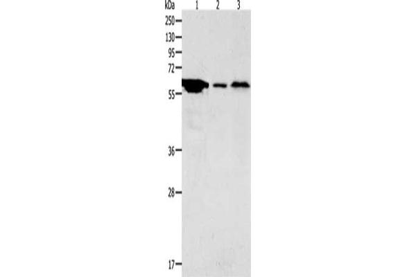 ADCYAP1R1 antibody