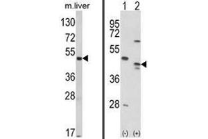 (LEFT) Western blot analysis of RAGE Antibody (Center) in mouse liver tissue lysates (35ug/lane).