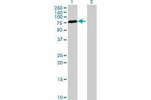 Western Blot analysis of RAD17 expression in transfected 293T cell line by RAD17 MaxPab polyclonal antibody. (RAD17 antibody  (AA 1-584))