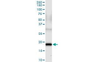 Immunoprecipitation of FGF1 transfected lysate using anti-FGF1 MaxPab rabbit polyclonal antibody and Protein A Magnetic Bead , and immunoblotted with FGF1 purified MaxPab mouse polyclonal antibody (B01P) . (FGF1 antibody  (AA 1-155))