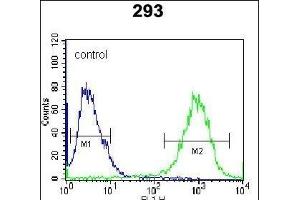 STX16 Antibody (C-term) (ABIN656113 and ABIN2845452) flow cytometric analysis of 293 cells (right histogram) compared to a negative control cell (left histogram). (Syntaxin 16 antibody  (C-Term))