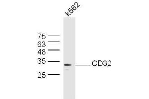 K562 lysates probed with Anti-CD32 Polyclonal Antibody, Unconjugated  at 1:5000 90min in 37˚C.