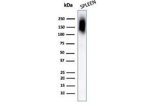 Western Blot Analysis of human Spleen tissue lysates using CD45RB Monoclonal Antibody (PTPRC/1132). (CD45 antibody)