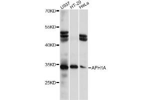 Western blot analysis of extracts of various cell lines, using APH1A antibody (ABIN6290068) at 1:1000 dilution. (APH1A antibody)