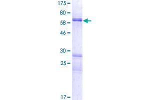 MANEA Protein (AA 1-462) (GST tag)