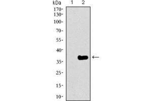 Western Blotting (WB) image for anti-GATA Binding Protein 6 (GATA6) (AA 491-557) antibody (ABIN1846324) (GATA6 antibody  (AA 491-557))