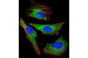 Immunofluorescent analysis of 4 % paraformaldehyde-fixed, 0.