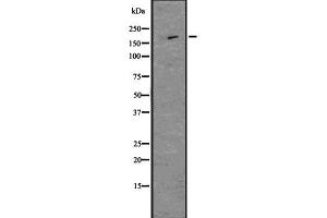 Western blot analysis of Nestin using MCF7 whole  lysates. (Nestin antibody  (C-Term))